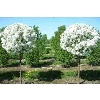 WIŚNIA UMBRACULIFERA kulista na pniu - sadzonki 180 / 220 cm
